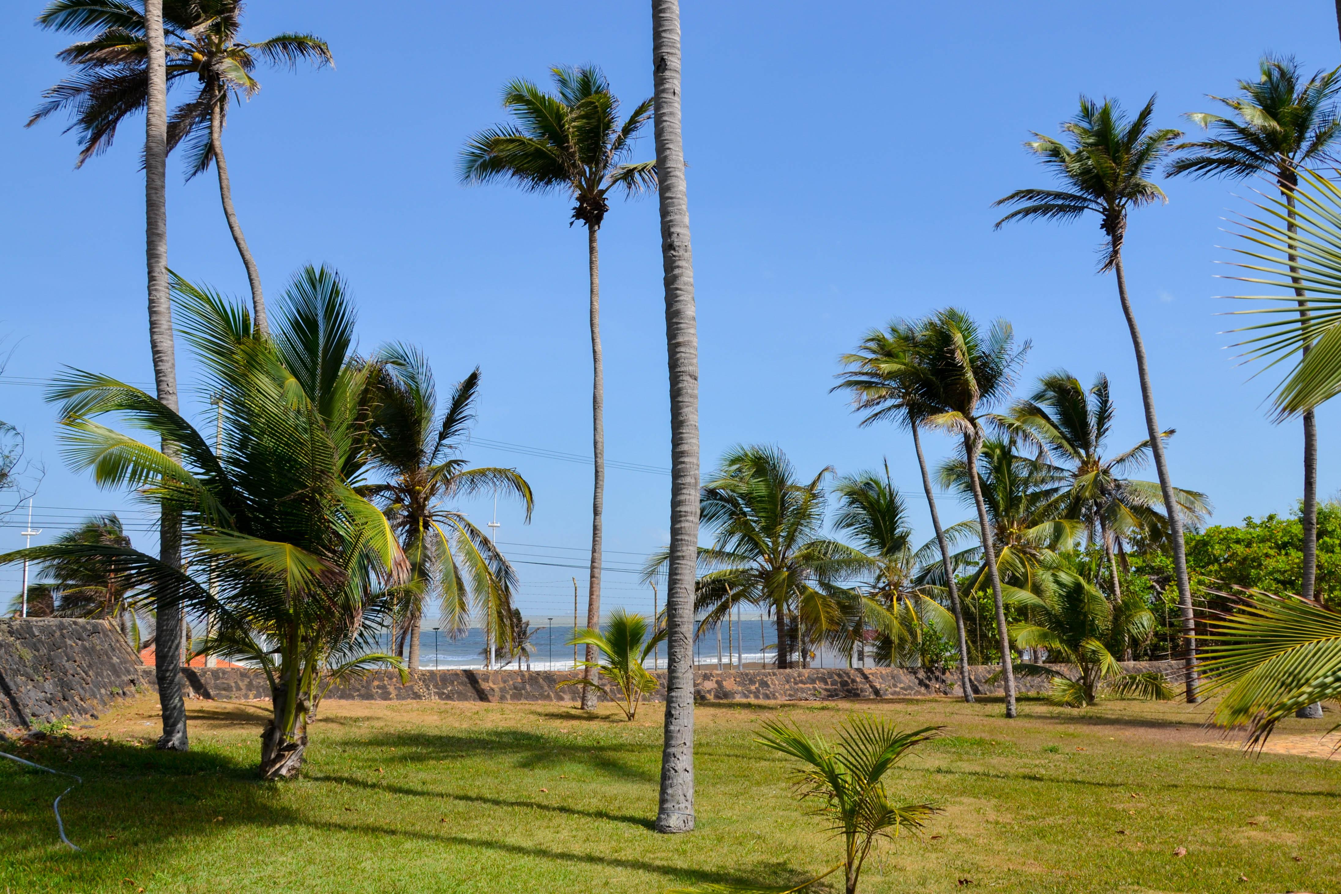 Hotel Blue Tree Towers Sao Luis Exterior foto Palm trees in the park